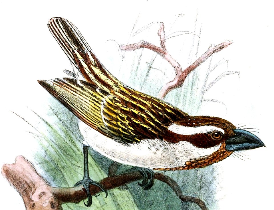 Tricholaema melanocephala blandi Keulemans