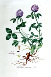 Trifolium pratense — Flora Batava — Volume v5. Free illustration for personal and commercial use.