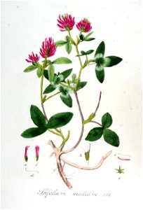 Trifolium medium — Flora Batava — Volume v7. Free illustration for personal and commercial use.