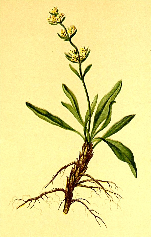 Valeriana celtica Atlas Alpenflora