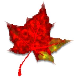 Autumn fall leaves coloring. Free illustration for personal and commercial use.