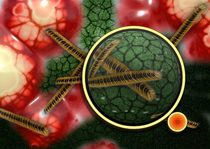 Aureus blood cells iron. Free illustration for personal and commercial use.