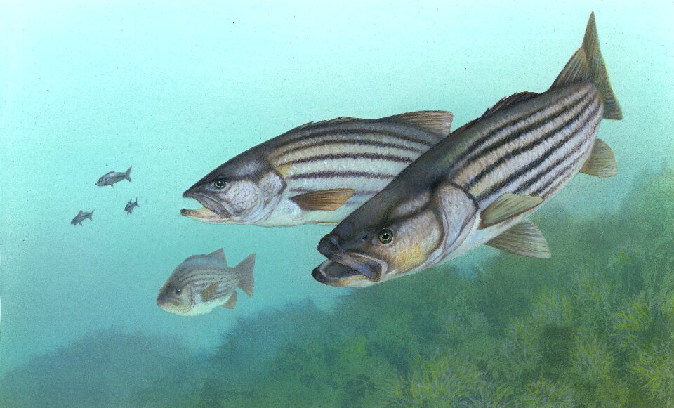 Morone saxatilis rock bass white perch Creazilla