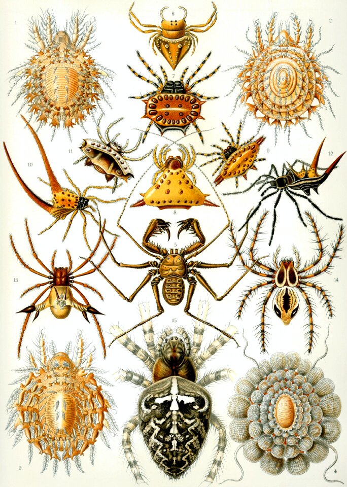 Haeckel arachnida araneae web spiders. Free illustration for personal and commercial use.