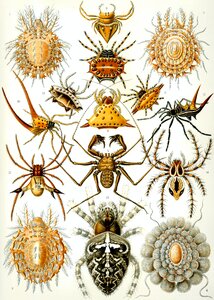 Haeckel arachnida araneae web spiders. Free illustration for personal and commercial use.