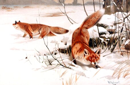 Canidae mammals vulpini. Free illustration for personal and commercial use.