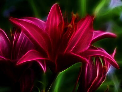 Lily digital art flower. Free illustration for personal and commercial use.