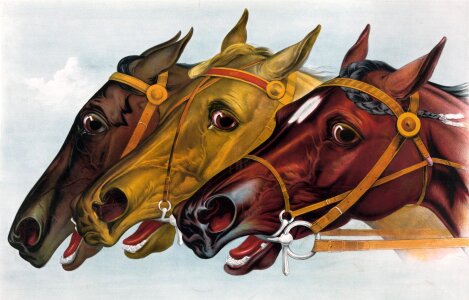 Racehorses neck neck portrait. Free illustration for personal and commercial use.