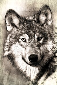 Predator canidae canis lupus. Free illustration for personal and commercial use.