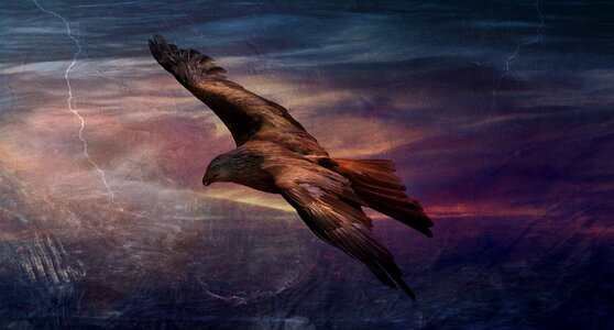 Bird of prey flying animal. Free illustration for personal and commercial use.