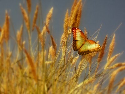 Butterfly cornfield summer. Free illustration for personal and commercial use.