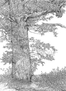 Oak drawing Free illustrations. Free illustration for personal and commercial use.