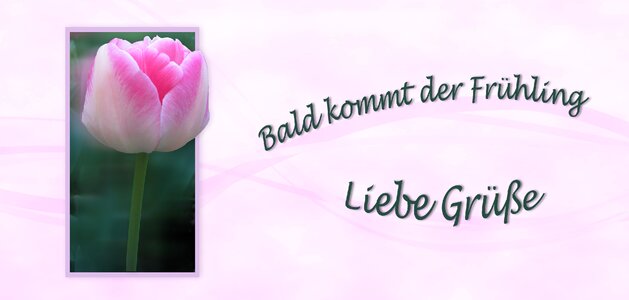 Tulip pink greeting. Free illustration for personal and commercial use.