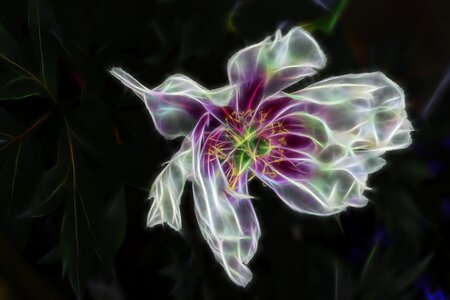 Fractal nature floral. Free illustration for personal and commercial use.