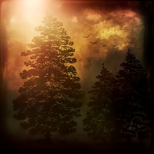 Conifer forest dark. Free illustration for personal and commercial use.