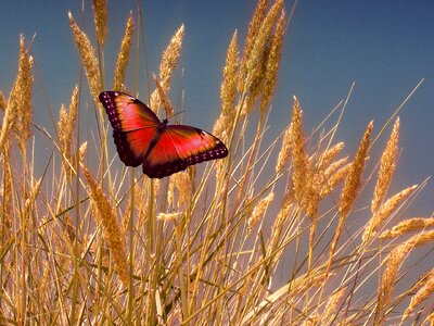Butterfly cornfield summer. Free illustration for personal and commercial use.