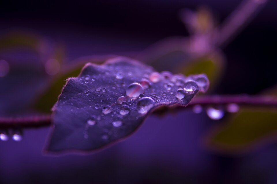 Drops of water raindrops purple. Free illustration for personal and commercial use.