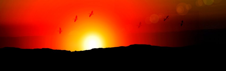 Birds sunset sun. Free illustration for personal and commercial use.