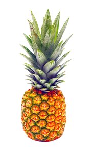 Tropical healthy fresh. Free illustration for personal and commercial use.
