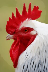Chicken bird farm. Free illustration for personal and commercial use.