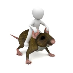 Mouse trap hamelin animal. Free illustration for personal and commercial use.