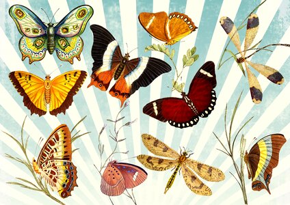 Sky modern butterflies. Free illustration for personal and commercial use.