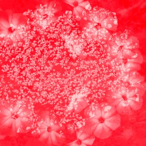Flower coral Free illustrations. Free illustration for personal and commercial use.