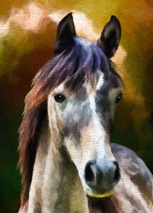 Stallion mare artwork. Free illustration for personal and commercial use.