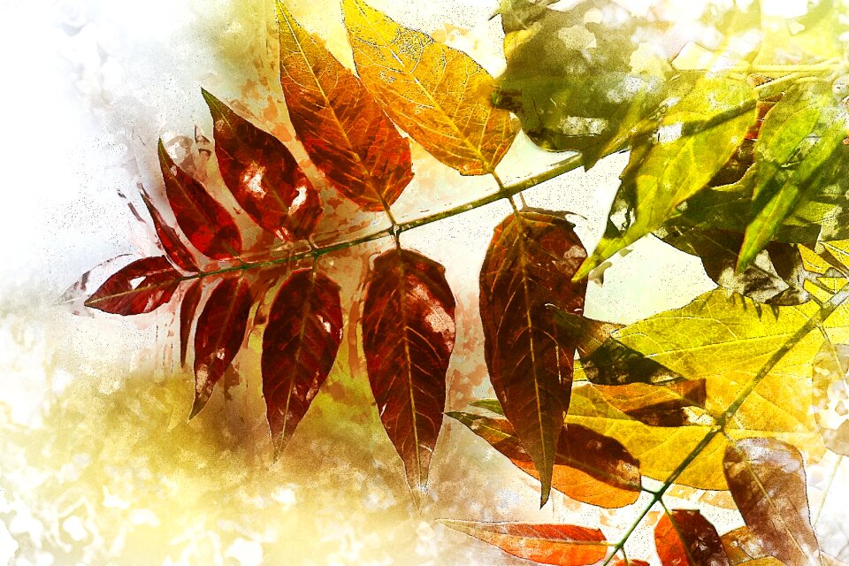 Autumn colors color. Free illustration for personal and commercial use.