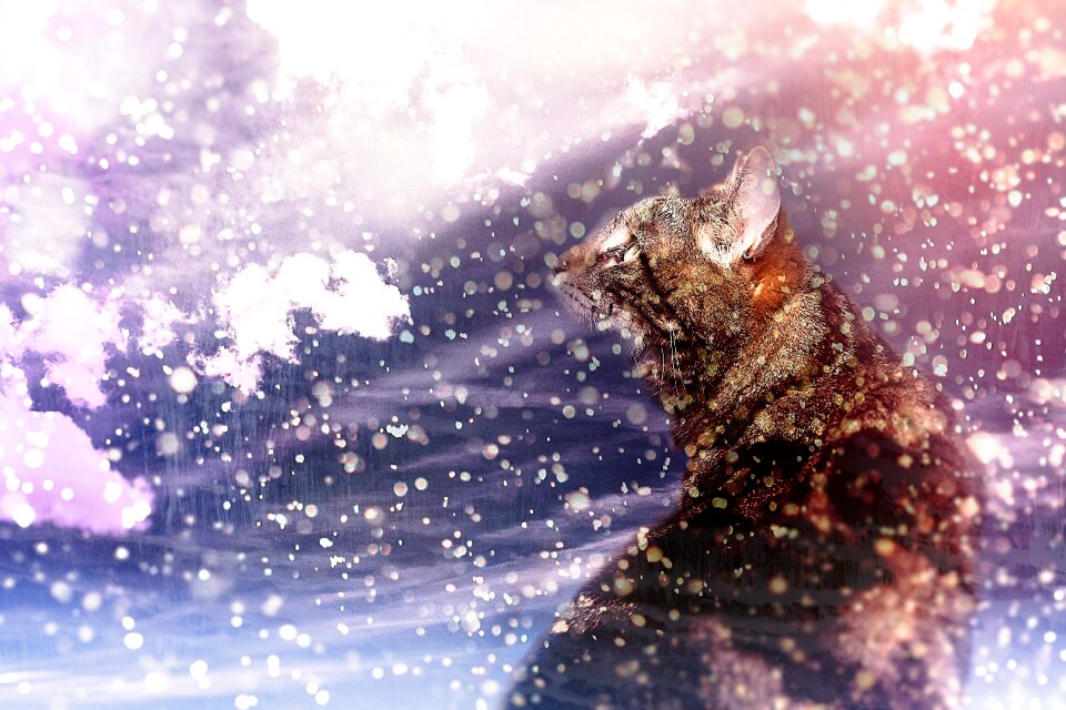 Domestic cat kitten snow. Free illustration for personal and commercial use.