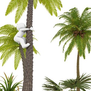 Coconut summer tree. Free illustration for personal and commercial use.