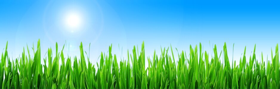 Grass sun background. Free illustration for personal and commercial use.