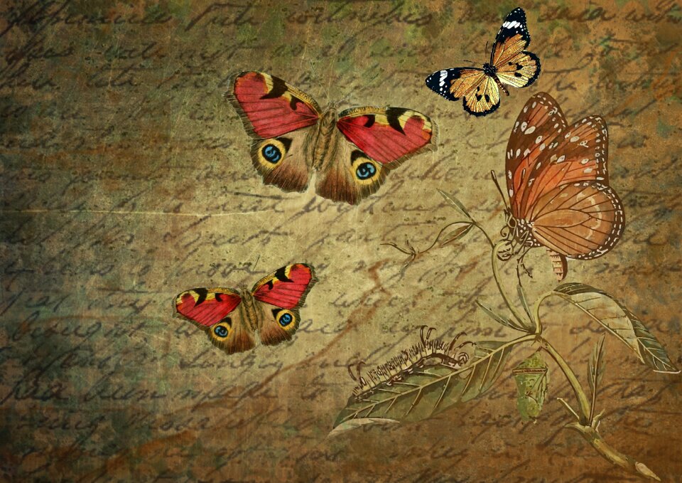 Stationery butterflies text. Free illustration for personal and commercial use.