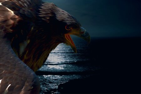 Raptor bird of prey sea. Free illustration for personal and commercial use.