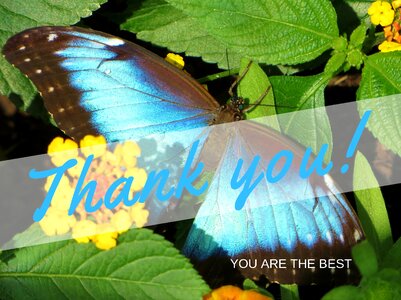 Thank you note butterfly blue. Free illustration for personal and commercial use.