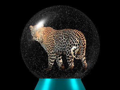 Predator glass ball wildcat. Free illustration for personal and commercial use.