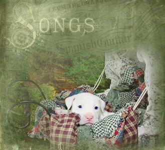 Pit bull pitbull lullaby. Free illustration for personal and commercial use.