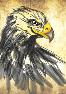 Eagle animals Free illustrations. Free illustration for personal and commercial use.