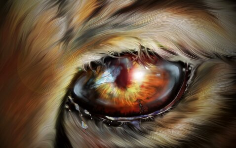 Feline eye wildcat. Free illustration for personal and commercial use.