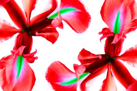 Nature floral spring. Free illustration for personal and commercial use.
