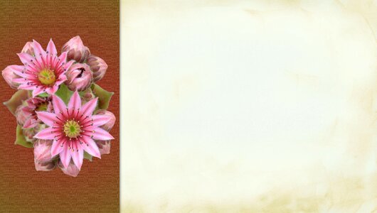 Background romance floral. Free illustration for personal and commercial use.