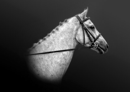 Stallion animal white. Free illustration for personal and commercial use.