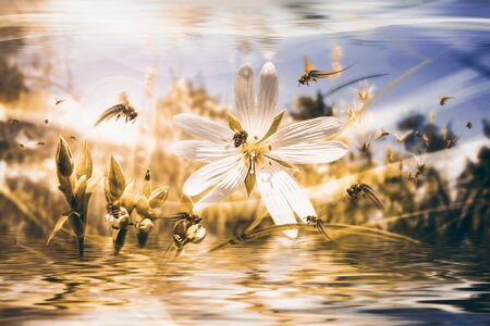 Bee flowers in water blossom. Free illustration for personal and commercial use.