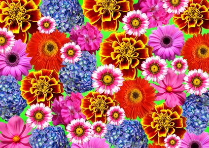 Nature colorful flowers garden. Free illustration for personal and commercial use.
