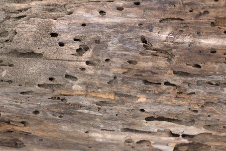 Background weathered wood nature. Free illustration for personal and commercial use.
