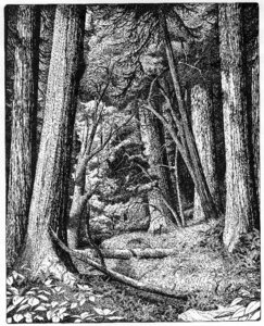 Giant trees forestry black and white. Free illustration for personal and commercial use.
