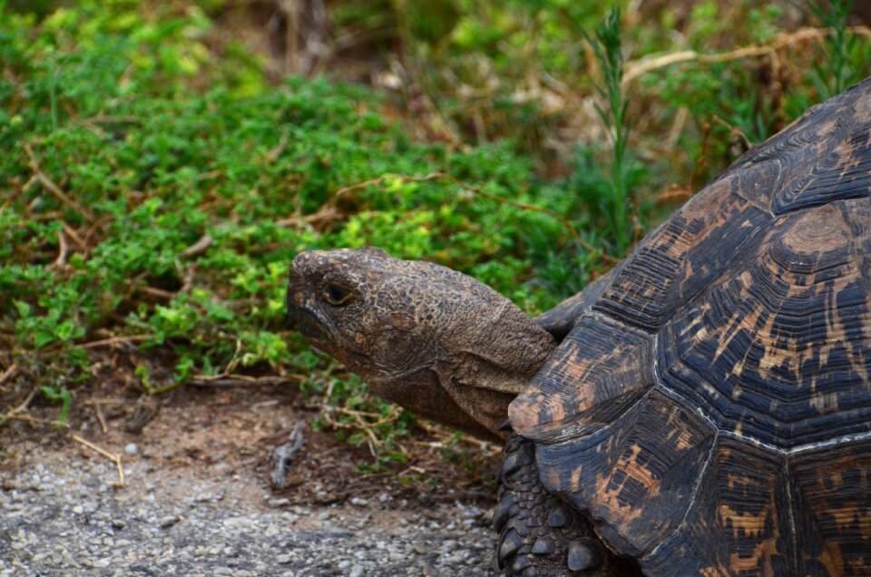 Armored tortoise Free illustrations - Free Stock Illustrations | Creazilla