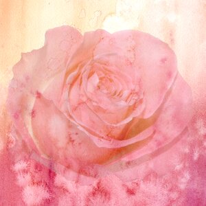 Rose romantic soft. Free illustration for personal and commercial use.