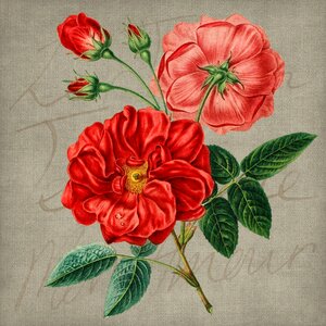 Red rose vintage. Free illustration for personal and commercial use.