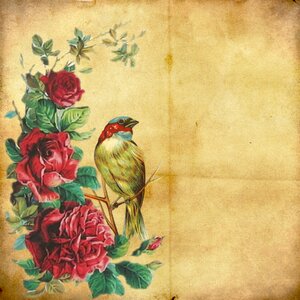 Roses bird old. Free illustration for personal and commercial use.